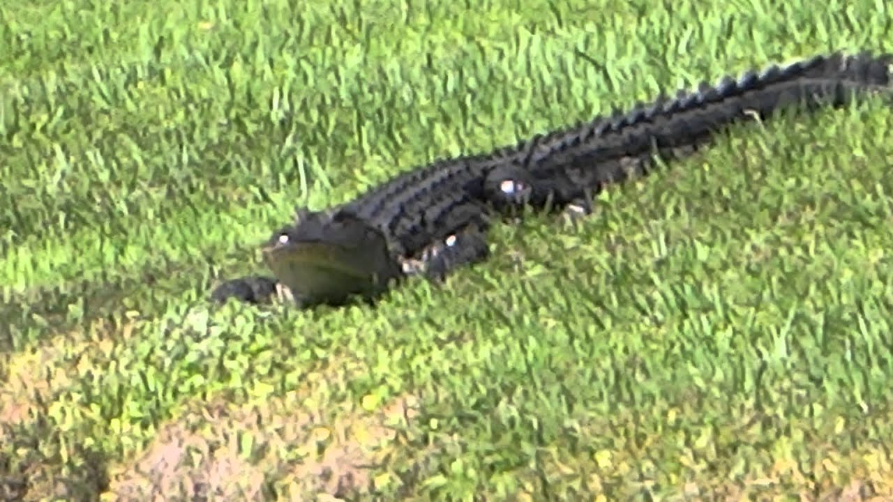camera iphone 8 plus apk Alligator from Florida