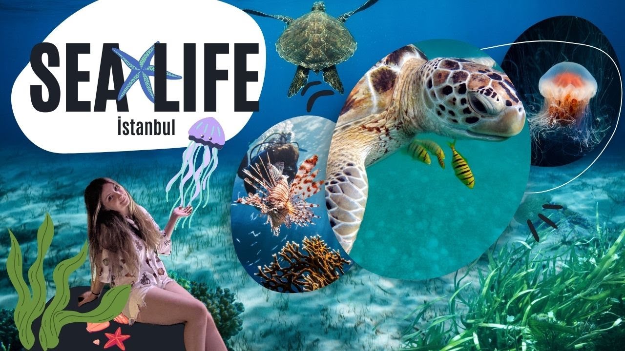 Deniz Canlılarının Büyülü Dünyası SEA LIFE İstanbul Akvaryumu 🐠 🧘🏻‍♀️