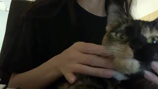 Relaxing head massage on cat ASMR