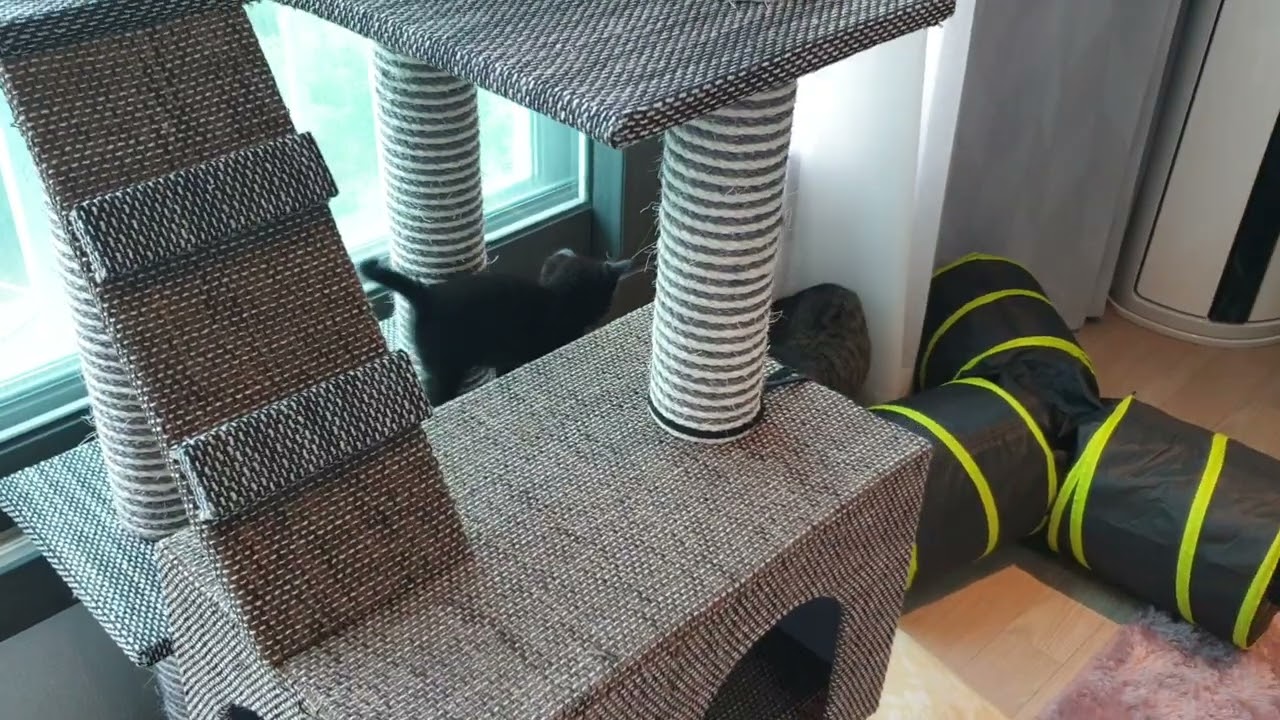 콩냥이 돌보는 루시~