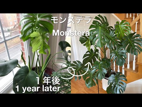 ［観葉植物］モンステラ デリシオーサ 育て方 コツ ポイント 支柱の立て方 仕立て方 生長の記録 特徴 見分け方 Monstera Deliciosa Care［インテリア］