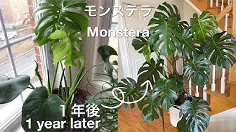 モンステラ Youtube