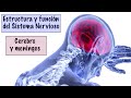 5  CEREBRO Y MENINGES