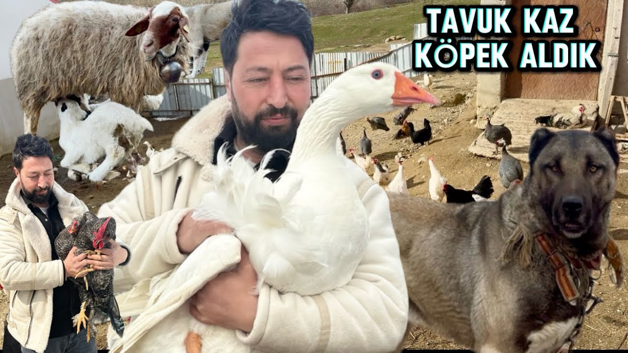 50 TANE TAVUK 10 TANE ÇUL KAZ ALDIK / YENİ KÖPEK GETİRDİK / GEÇ DOĞUM YAPAN KOYUN İKİZ KUZULADI   