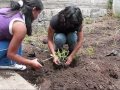 Huerto Medicinal. 2009-2010. Colegio Santiago de Guayaquil (Quito - Ecuador)