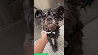 Meet The Affenpinscher Dog !