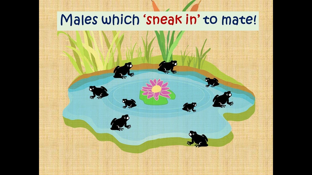 Males which'sneak in' to mate!