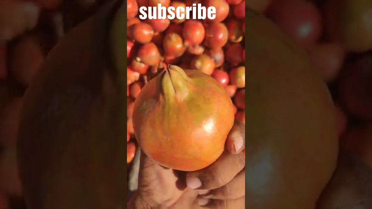 Ready to be Harvested            How to harvesting  fruits Pomegranate harvesting on tha fram