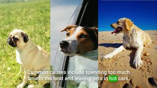 Heat Stroke And Your Dog by Porch Potty 43 views 5 months ago 1 minute