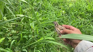 Cách bẫy cút quýt hiệu quả nhất