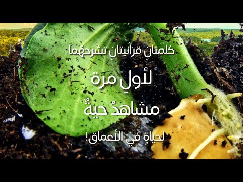 لأول مرة كلمتان قرآنيتان تشرحهما بالتفصيل العلمي مشاهد حية من حياة لا نراها تحت أقدامنا في الأعماق