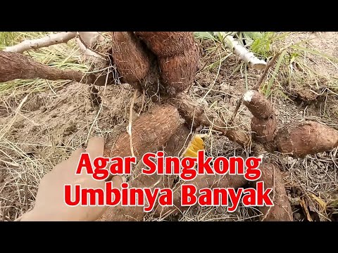  Cara  Tanam Ubi Kayu  Agar  Umbinya Banyak YouTube