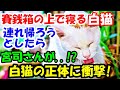 神社のお賽銭箱の上で白猫が寝ていたので連れて帰ろうとしたら宮司さんがでてきて...白猫の正体に衝撃!【猫の不思議話】【朗読】
