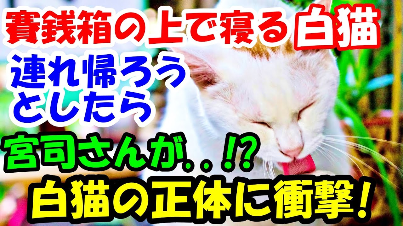 I found a white cat sleeping on top of the offering box at the