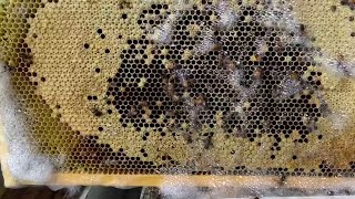 Millions Of Bees Dead Or Dispersed Following Semi-Truck Crash