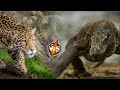 Jaguar VS Komodo Dragon. Can a Big Cat beat a Giant Lizard?