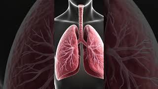 Exchange of oxygen and carbon dioxide in the lungs