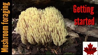 Forraging for mushrooms, how to get started