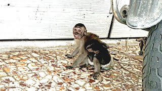 Monkey Calling Owner #shorts by Cats Family 80 views 1 year ago 57 seconds