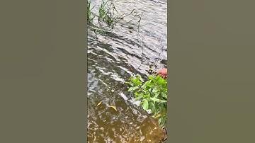 Đi Câu là phải Câu được Cá Trê To #trainghiem