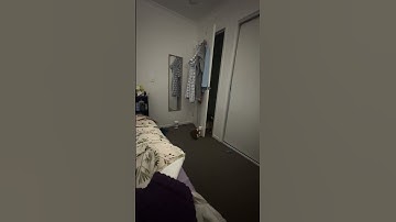 Adorable cat loves playing fetch!