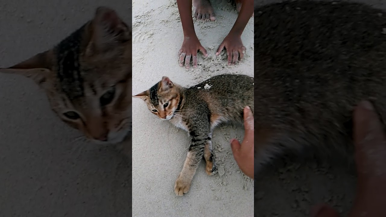 Kucing di pantai port Dickson - YouTube