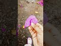 purple land