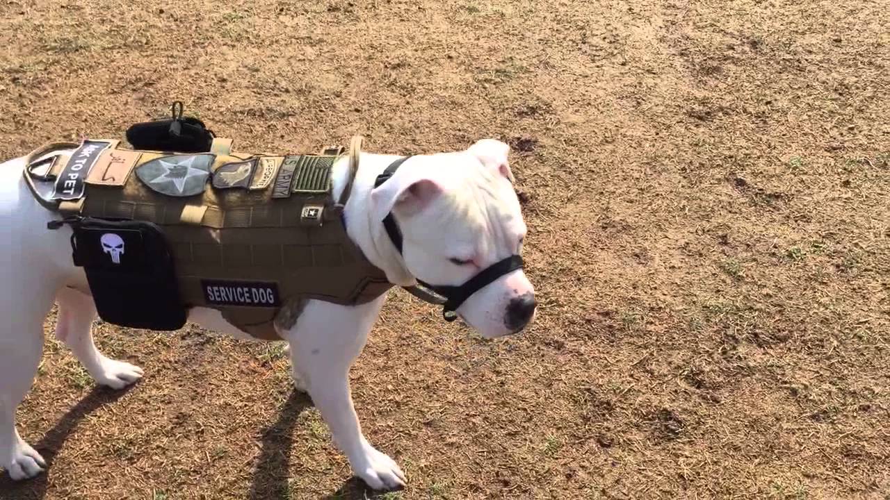 How To Make A Dog A Service Dog In Colorado How To Make A Dog A Service Dog In Colorado