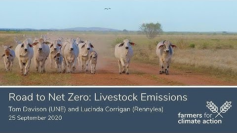 Road to Net Zero: Livestock Emissions with Tom Davison (UNE) and Lucinda Corrigan (Rennylea Angus)
