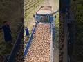 😱 How Thousands of Potatoes Are Harvested in Minutes! #smartvillagetech