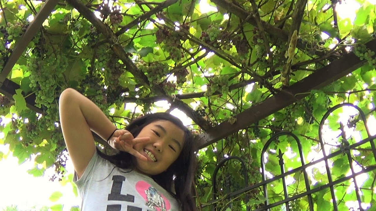 Grapes Varieties - Backyard Arbor Organic Garden Documentary