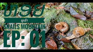 ຫອຍພູເຂົາ (Snails Mountain)Ep: O1 ຊອກເກັບຫອຍຢູ່ພູຜາດວນ