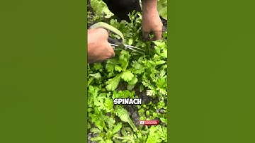 Spinach Harvesting with Scissors ✂️🌱 #Shorts
