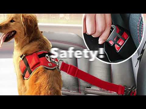 Video: Ang Mga Dog Seat Belt Ba Ay Isang Basura Ng Pera O Lifesavers