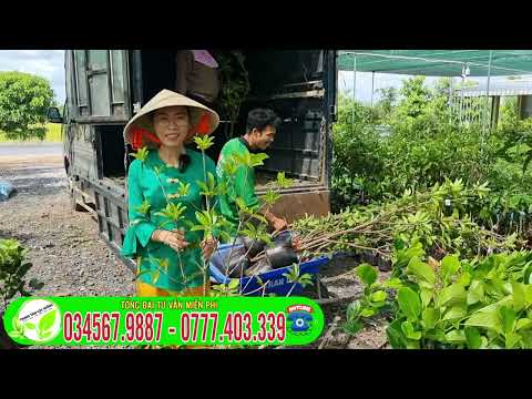 Video Sapo cần thơ Cây Dễ Trồng kinh tế Cao Trồng được trên... - youtube