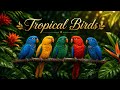 World’s Most Beautiful Birds in 4K | Relaxing Birdsong &amp; Peaceful Nature Sounds