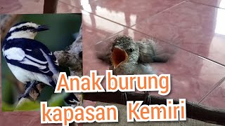 Suara anak burung kapasan kemiri