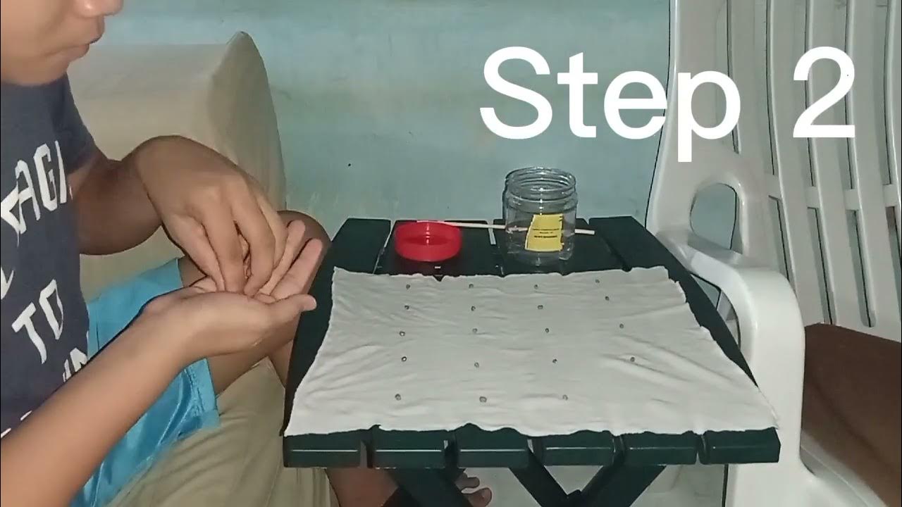 Ragdoll Seed Germination YouTube