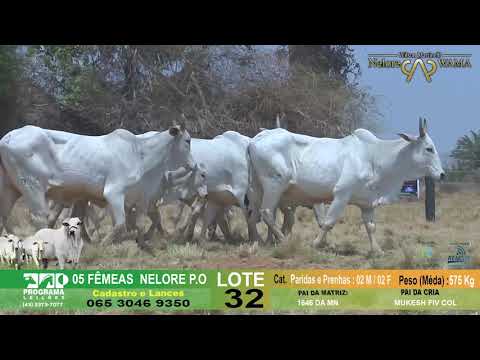 LOTE 32