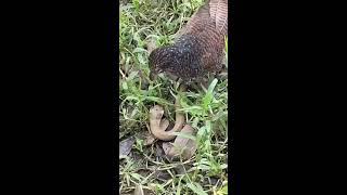 Trận chiến giữa ccas loài thú tranh chến không phân thắng bại.#shortvideo #snake #music #bird
