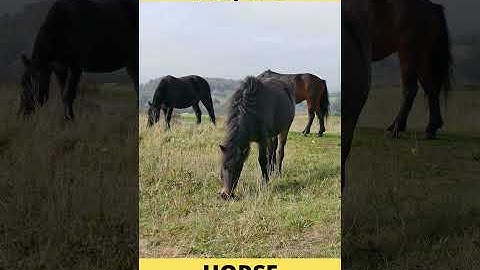 NGỰA Ô ăn cỏ trên cánh đồng | HORSE #shorts