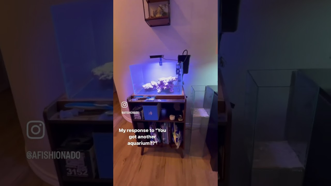 All my aquariums.. for now! 