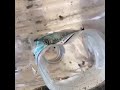 مواطن كويتي يصطاد الذباب بطريقة بسيطة