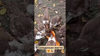 Осінь, гарбуз і качки -ідилія 🦆😍🎃 #garden #агро #watermelon #смакота#рекомендації