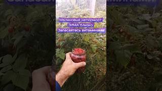 Я В РАЮ! МАЛИНОВЫЙ РАЙ! СБОР! #малина #рай #сборягод #природасеверногокрая #природа #живаяприрода