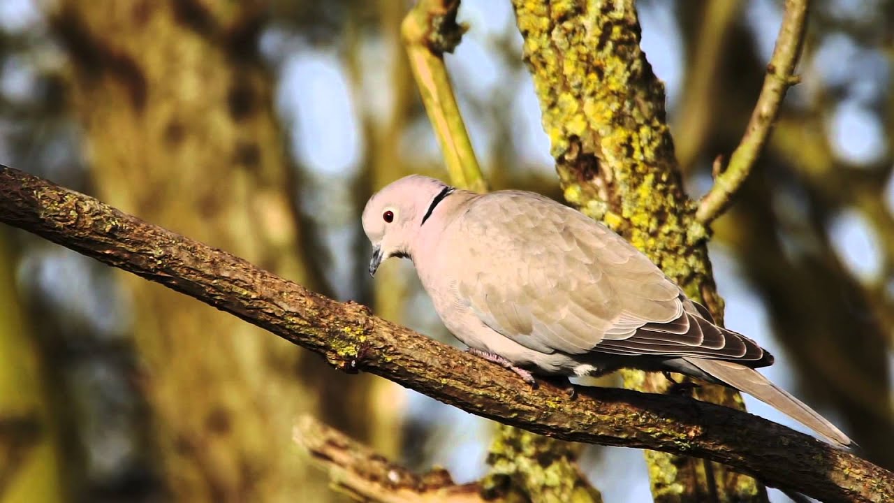 (Ouse Washes Episode 3), Welches Dam.
