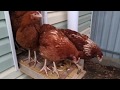 Завели кур  Первые дни. Got chickens The first days