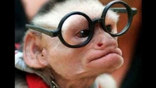 Funny Monkey Compilation-Most Funny -Free Download