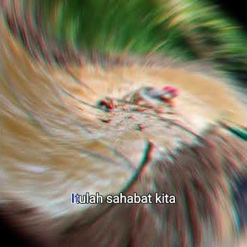 Banser Nahdatul Ulama - Lagu Komando Latihan  Pertempuran
