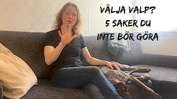 Vad behöver hunden äta för att må bra?